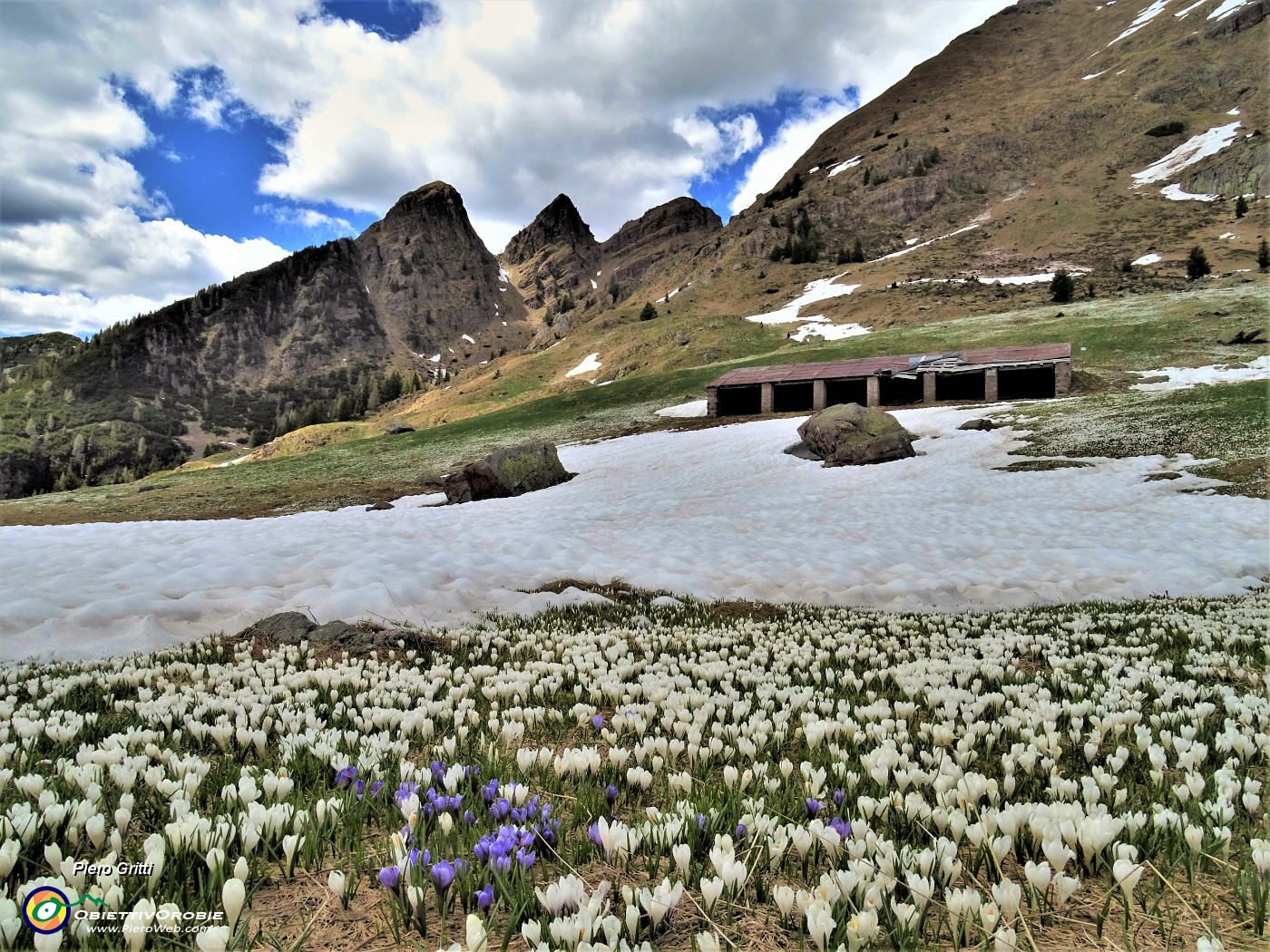 82 Dalla Baita di Monte Campo  distese di Crocus vernus con vista verso i Tre Pizzi.JPG